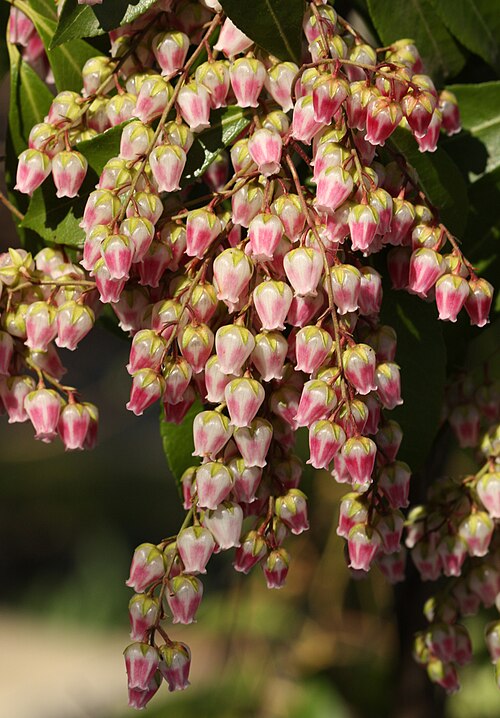 Pieris (plant)